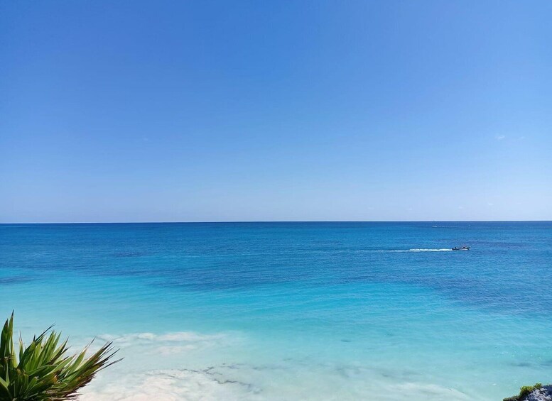 A clear blue sea with a boat in the distance and a plant in the foreground. 3