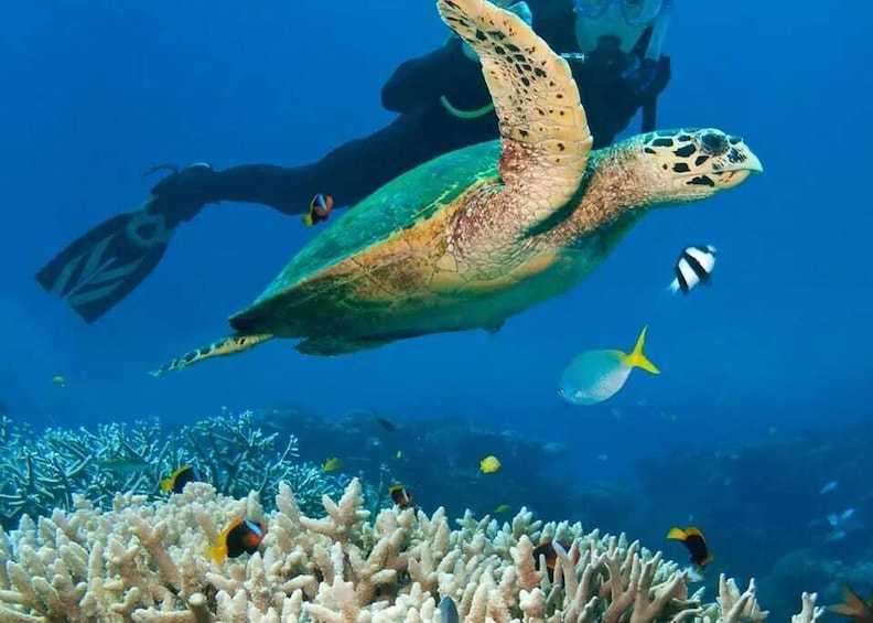 A sea turtle swimming near a coral reef with divers in the background. 1