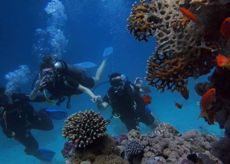 Divers exploring a coral reef with various fish species. 5