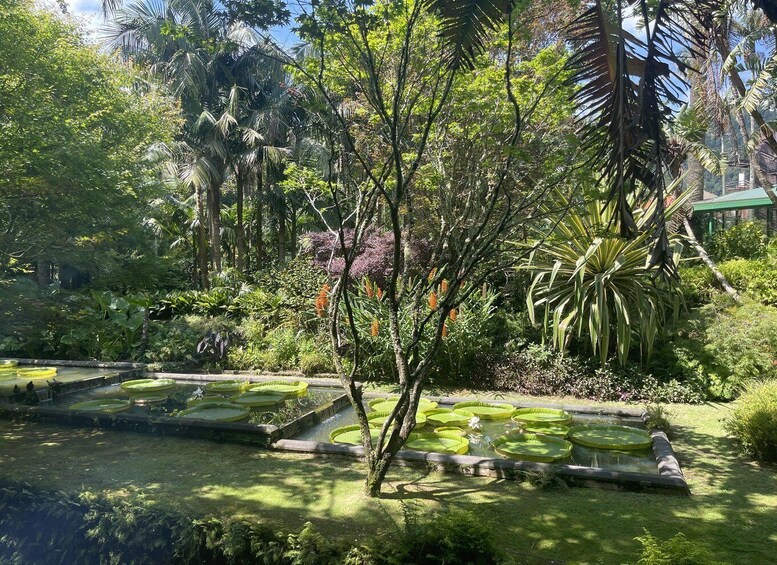 A lush garden with a pond, surrounded by diverse tropical plants and trees. 3