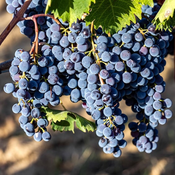 Clusters of dark purple grapes on a vine with green leaves. 4