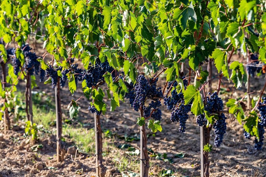 Grapevines laden with clusters of dark grapes in a vineyard. 3