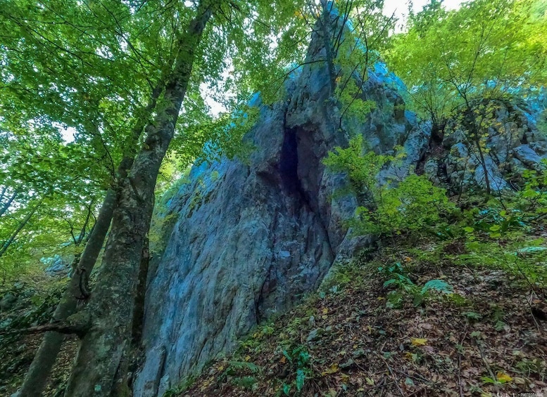 A forested cliff with a visible cave entrance. 5