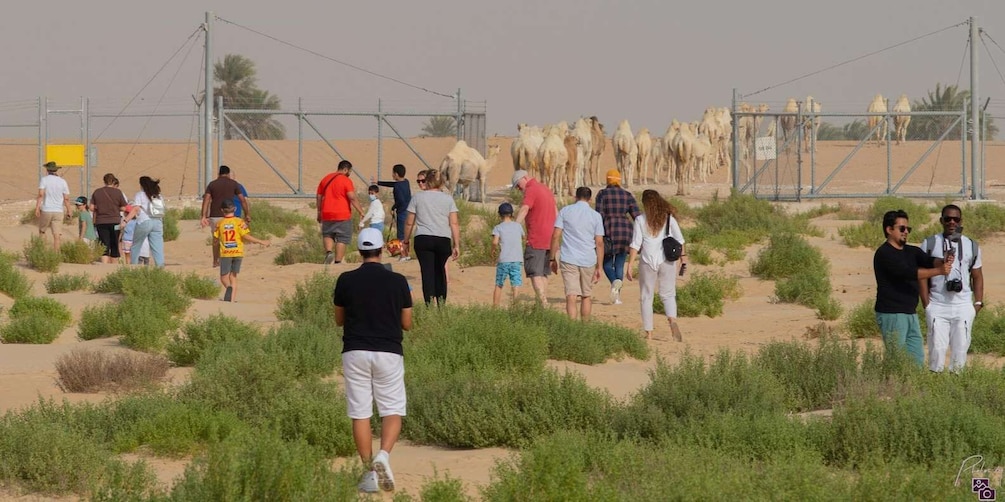 Picture 6 for Activity Dammam: Camel Farm Visit with Desert Drive and Dune Bashing 4