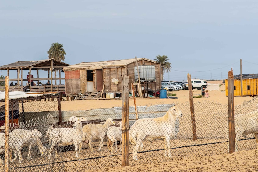 A fenced area with sheep, a wooden structure, and a palm tree in the background. 4