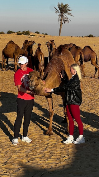 Picture 7 for Activity Dammam: Camel Farm Visit with Desert Drive and Dune Bashing 5
