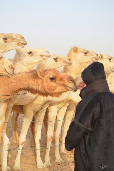 A person in a black coat feeding camels. 1
