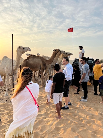Picture 4 for Activity Dammam: Camel Farm Visit with Desert Drive and Dune Bashing 2