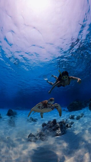 Two divers underwater with a turtle in the background. 1