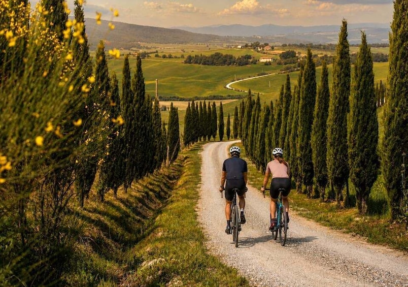 Two cyclists on a gravel road flanked by rows of cypress trees, with a rural landscape in the background. 1