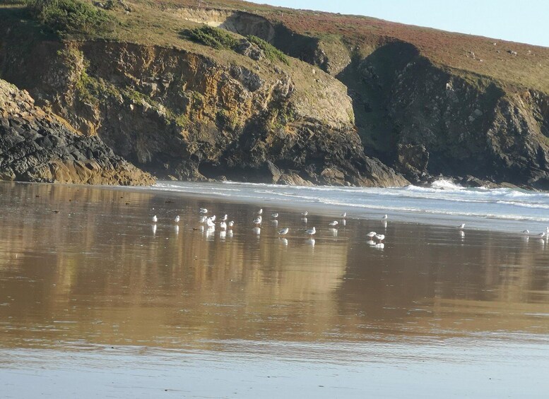 A beach with seagulls and cliffs in the background. 2