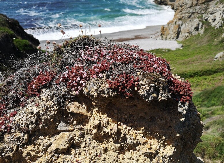 A rocky cliff with red flowers and a beach in the background. 4