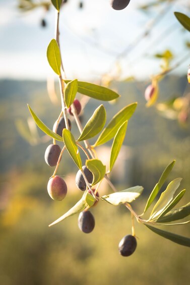 A branch of olive with green leaves and unripe olives against a blurred landscape. 2