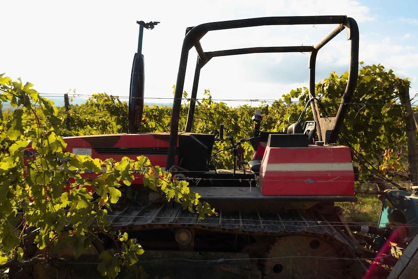 A red and black agricultural vehicle parked in a vineyard. 3