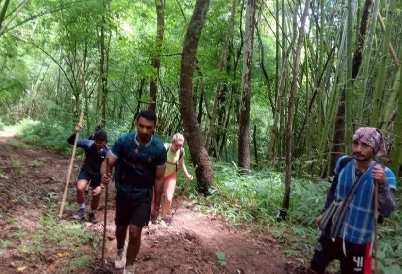 A group of people hiking in a dense forest with tall trees and a dirt path. 5