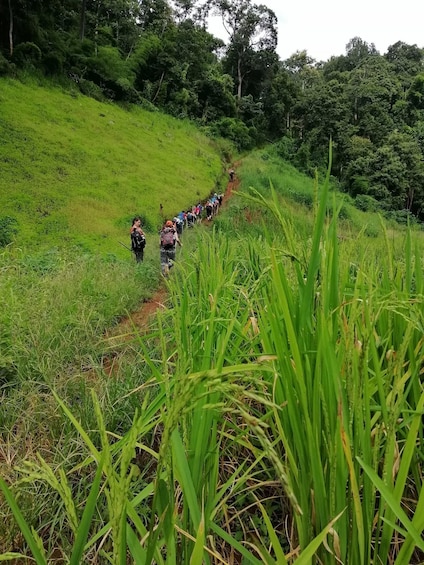 Picture 2 for Activity Pang Mapha: 1-Day Treakking Tour 2