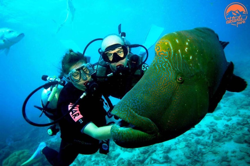 Two scuba divers with a large fish nearby. 4