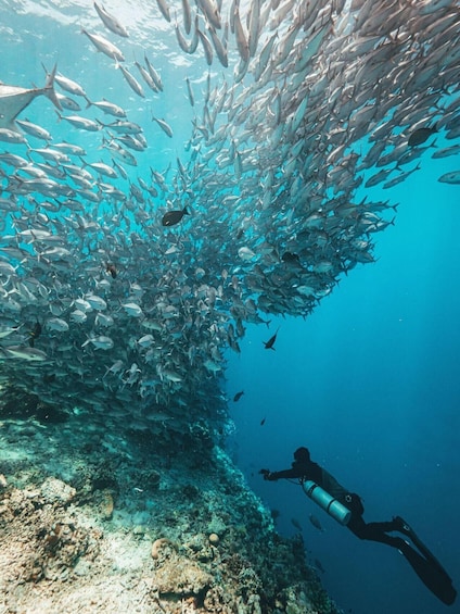 A diver surrounded by a large school of fish in clear blue water. 3