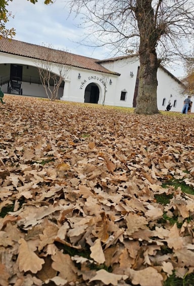 A white building with 'Vina Undurraga' written on it, surrounded by fallen leaves. 2