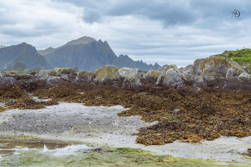 Picture 2 for Activity Andenes: Guided Walking Tour with Photo Session 3