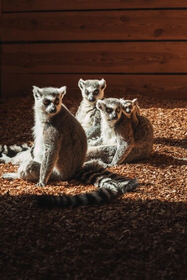 Three lemurs sitting on wood shavings with a wooden background. 2