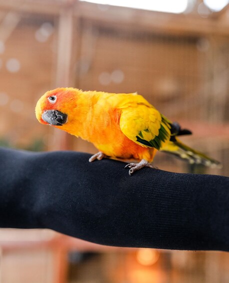 A yellow parrot perched on a black railing. 5