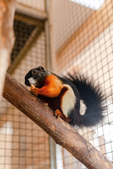 A squirrel on a branch. 4