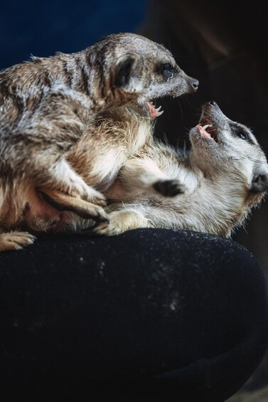 Two meerkats in close contact, one with its mouth open, possibly vocalizing. 3