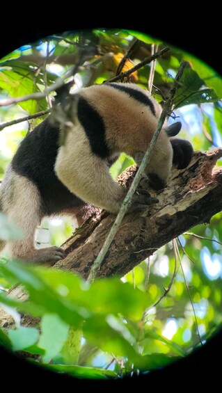 A panda resting on a tree branch surrounded by foliage. 2