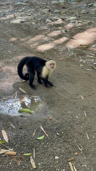 A monkey on a muddy ground with puddles and scattered leaves. 4