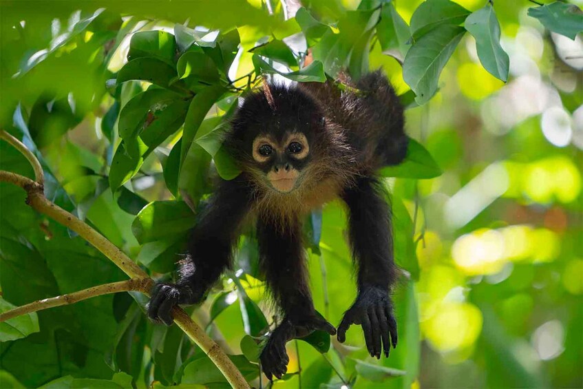 Picture 7 for Activity Full-Day Sightseeing Tour to Carate from Puerto Jiménez: Safari and Wildlife 5