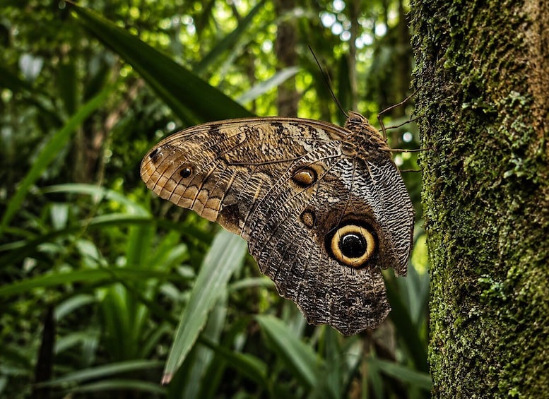 Full-Day Sightseeing Tour to Carate from Puerto Jiménez: Safari and Wildlife 1