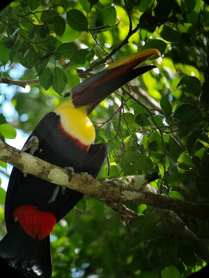 Picture 2 for Activity Full-Day Sightseeing Tour to Carate from Puerto Jiménez: Safari and Wildlife 3