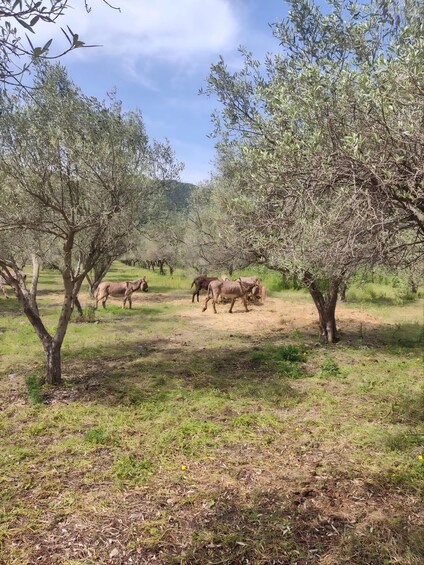 A group of donkeys grazing in a field with olive trees. 2