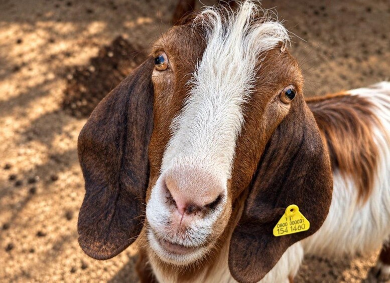 A goat with a tag on its ear, standing on sandy ground. 2