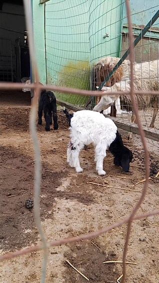 A fenced enclosure with a dirt ground, a green wall, and a white and black dog. 5