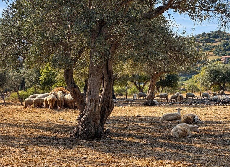 A group of sheep grazing under an olive tree in a dry, hilly landscape. 3