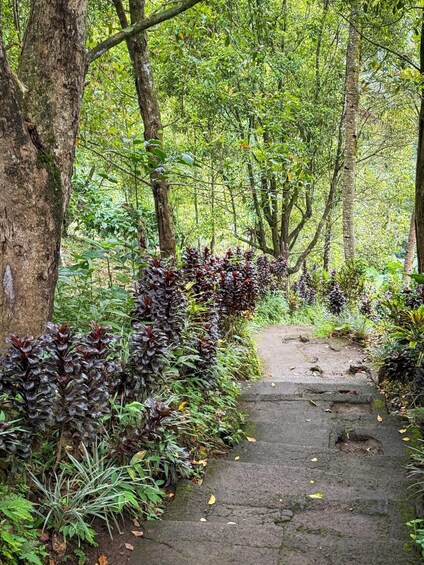 A forested path with stone steps, surrounded by dense greenery and trees. 5