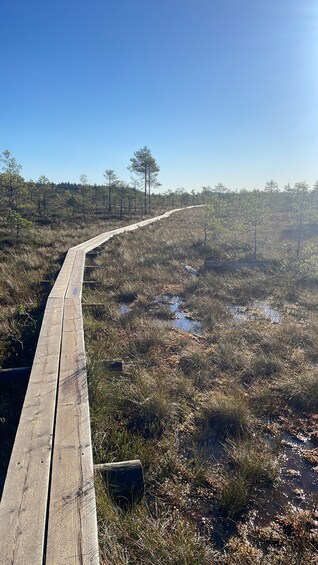 A wooden boardwalk curving through a wetland area with sparse vegetation and a clear blue sky. 4