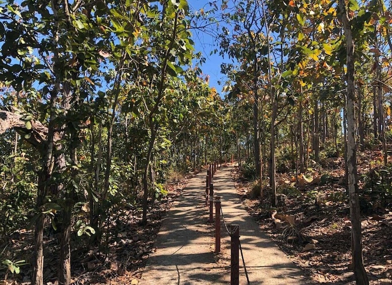 A dirt path flanked by trees with green and yellow leaves, leading into a forested area. 5