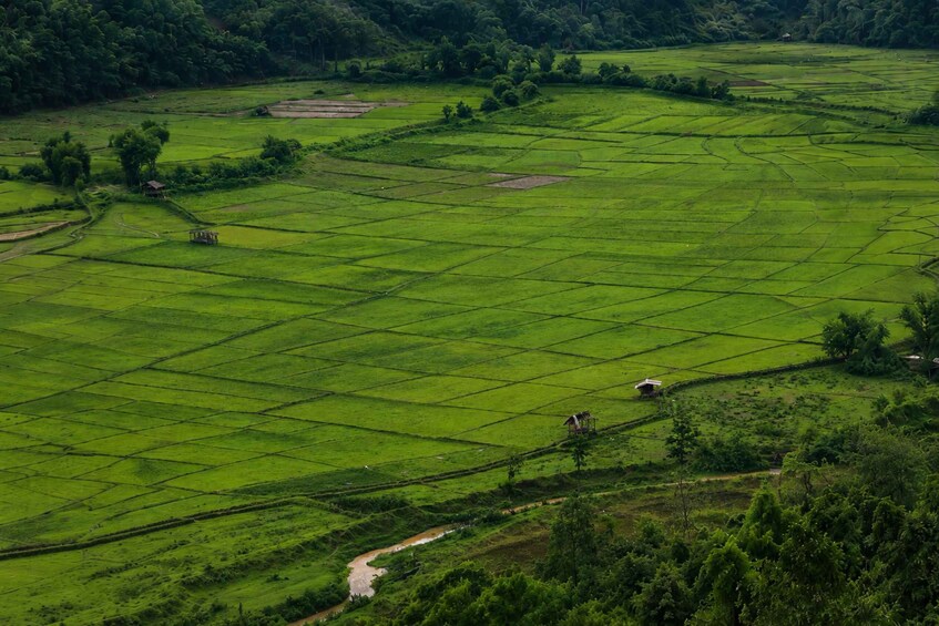 A lush green terraced landscape with a winding path and scattered huts. 5