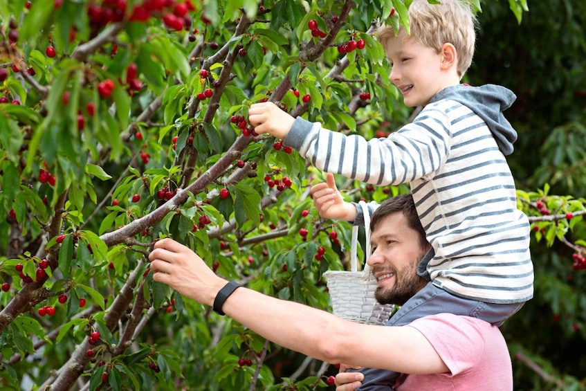 A person carrying a child on their back while picking red berries from a tree. 3
