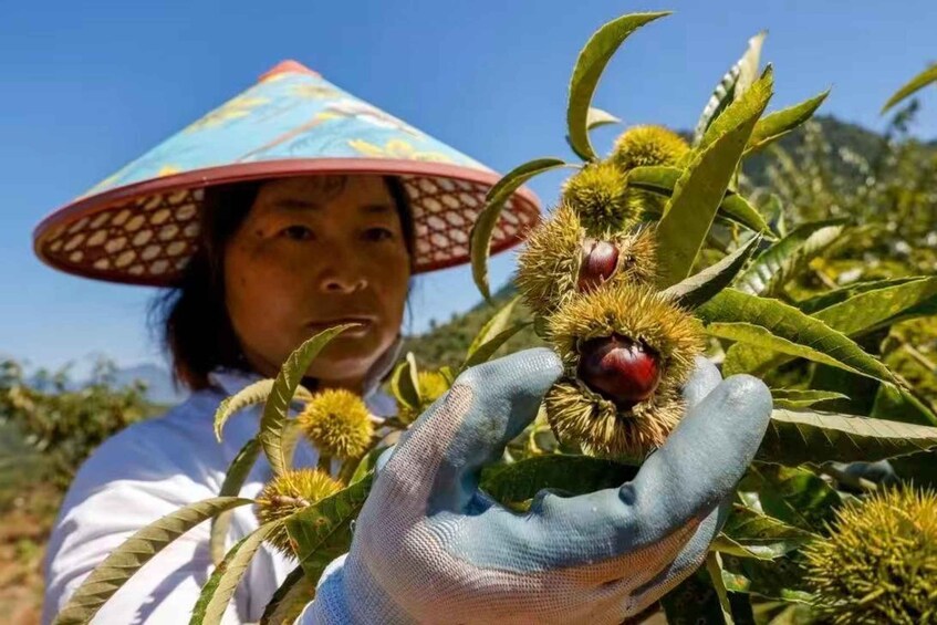 A person wearing a traditional conical hat and gloves holding a plant with spiky leaves and a red fruit. 5
