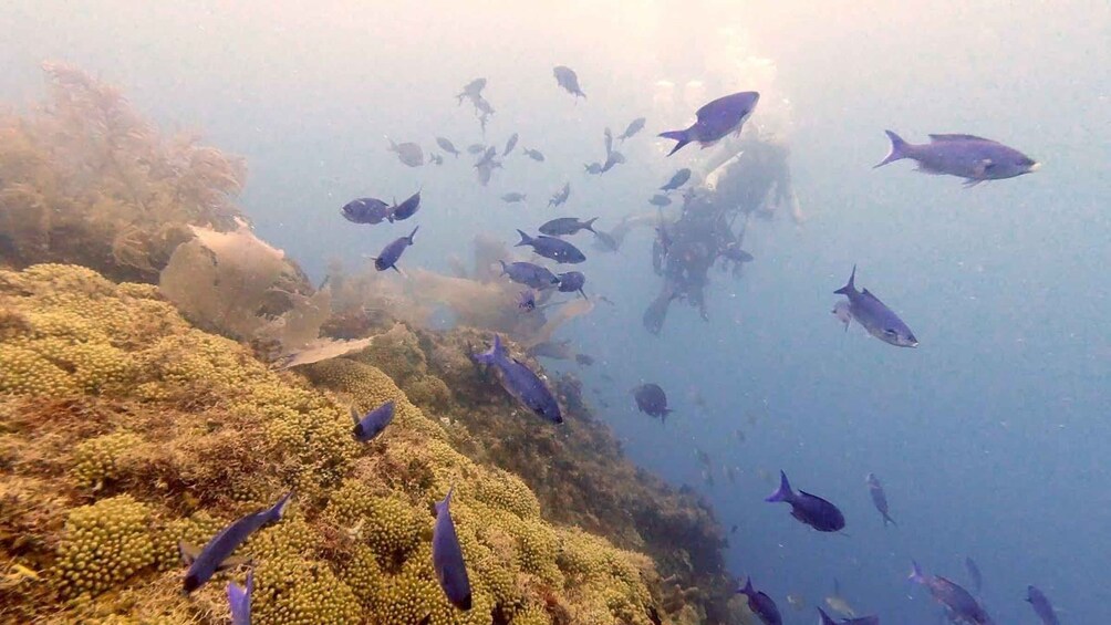 A school of fish swimming near a coral reef. 4