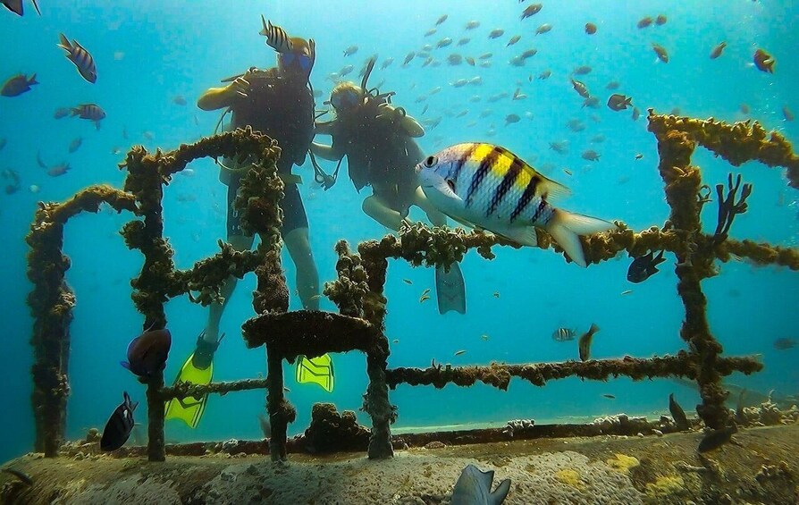 An underwater scene with divers, coral formations, and fish. 1