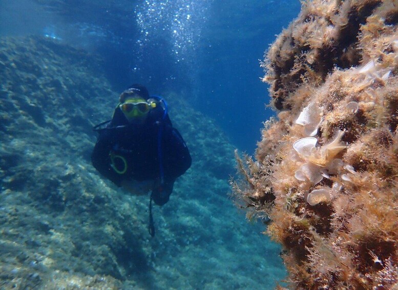 A diver underwater with a coral reef in the background. 3