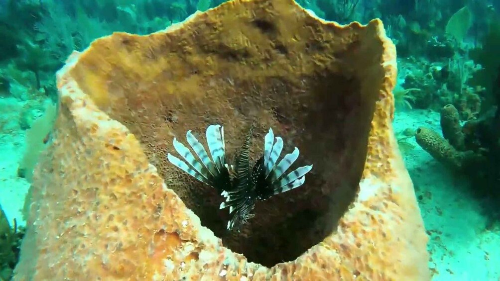 A lionfish in a shell. 2
