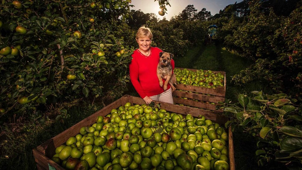 A person holding a dog amidst a large number of green apples in a wooden crate. 1