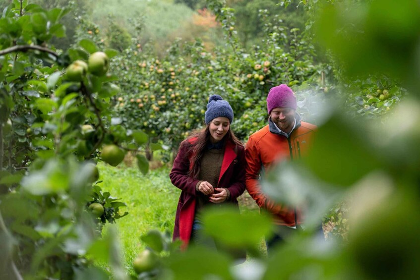 Two people walking through an orchard with green foliage and fruit trees. 3