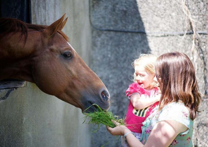 A person feeding a horse. 2